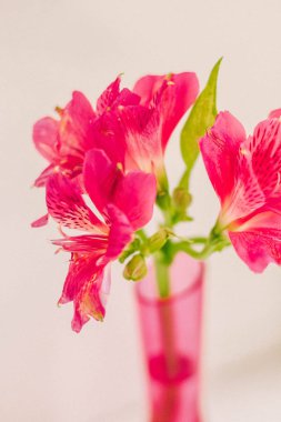 Pembe cam vazo içinde pembe çiçek çiçeklenme