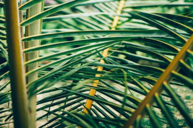 Arkaplanda yeşil yapraklar, kapat