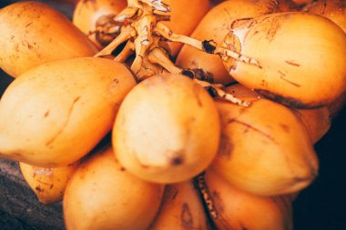 Hindistancevizi zemin üzerine sarı, yakın çekim