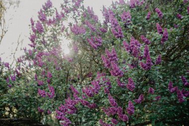 Renkli mor leylaklar yeşil yapraklarla çiçek açar.
