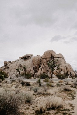 Joshua Ağaçlar Milli Parkı içinde