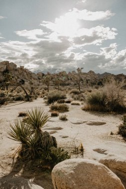 Joshua Ağaçlar Milli Parkı içinde