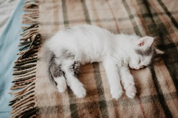 Śliczny Kot Śpi Domu Tle — Zdjęcie stockowe