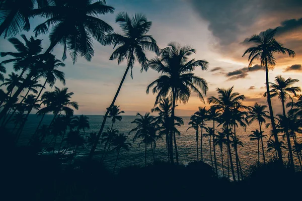 Palmy Plaży Piękny Zachód Słońca — Zdjęcie stockowe