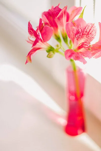Blooming pink flowers in pink glass vase