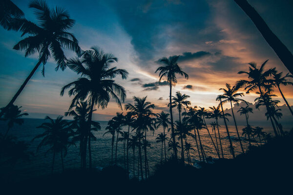 palms on the beach with beautiful sunset