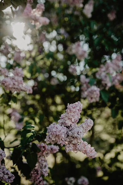 Colorati Fiori Lilla Viola Con Foglie Verdi — Foto Stock