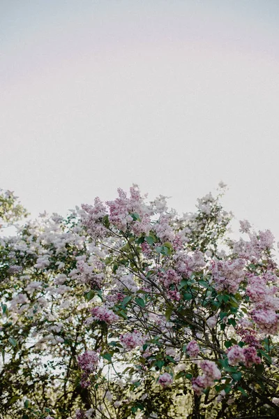 Colorati Fiori Lilla Viola Con Foglie Verdi — Foto Stock