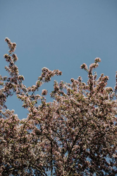 Spring Blooming Tree Background — Stock Photo, Image