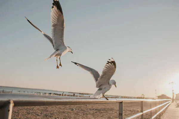 Seagulls Landing Pier Handrail Beautiful Sunset Beach — Stock Photo, Image