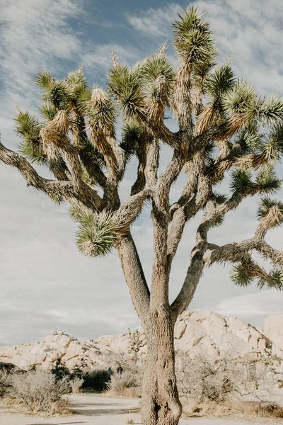 Joshua Tree Nemzeti Park — Stock Fotó