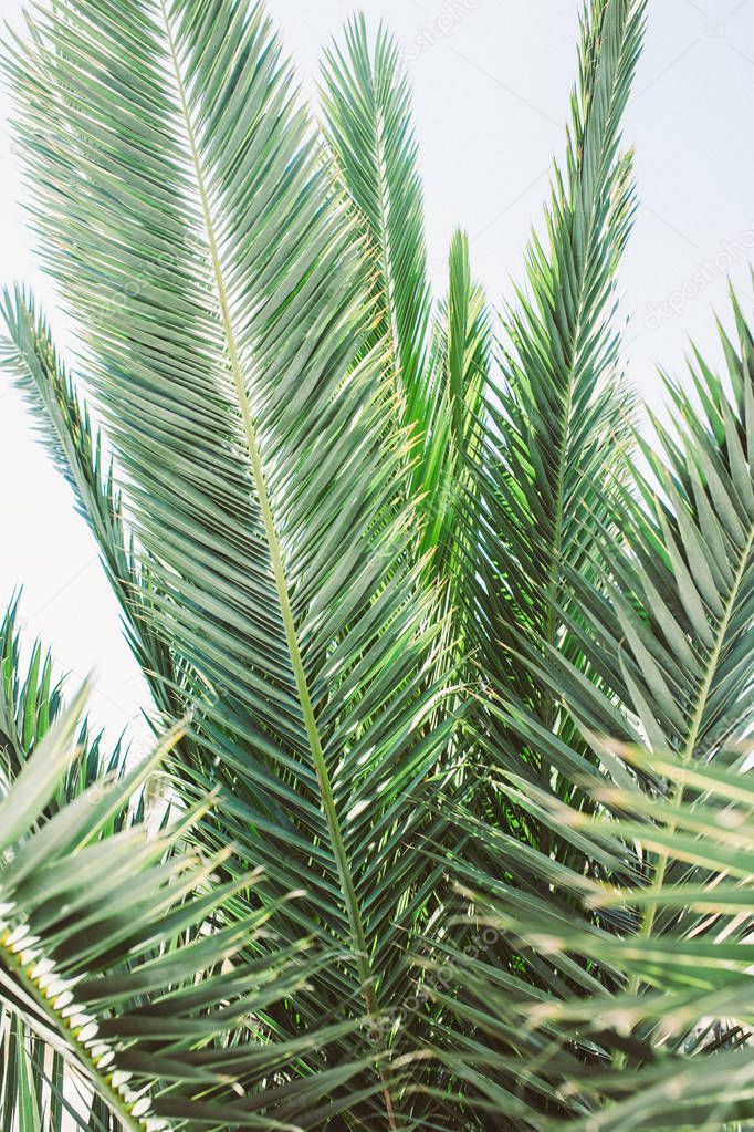 Green palms leaves on vintage background