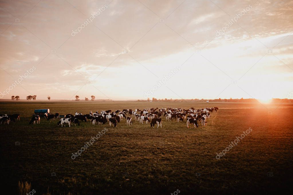 cows in farm field on background
