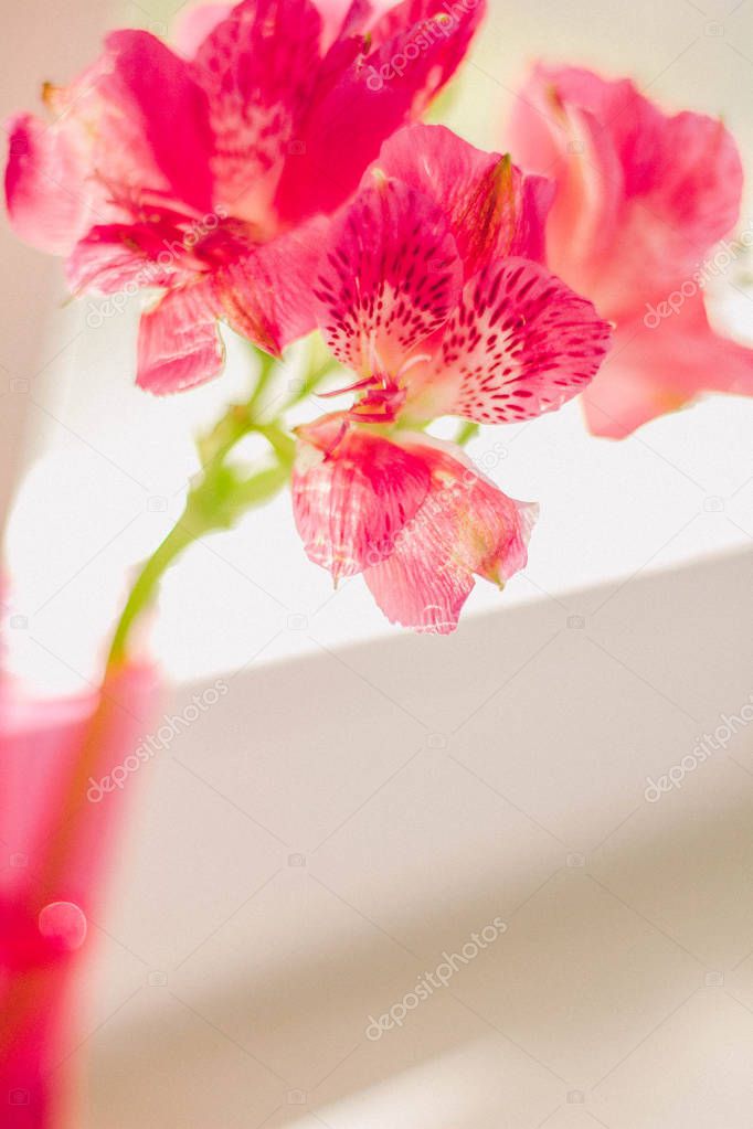 Blooming pink flowers in pink glass vase