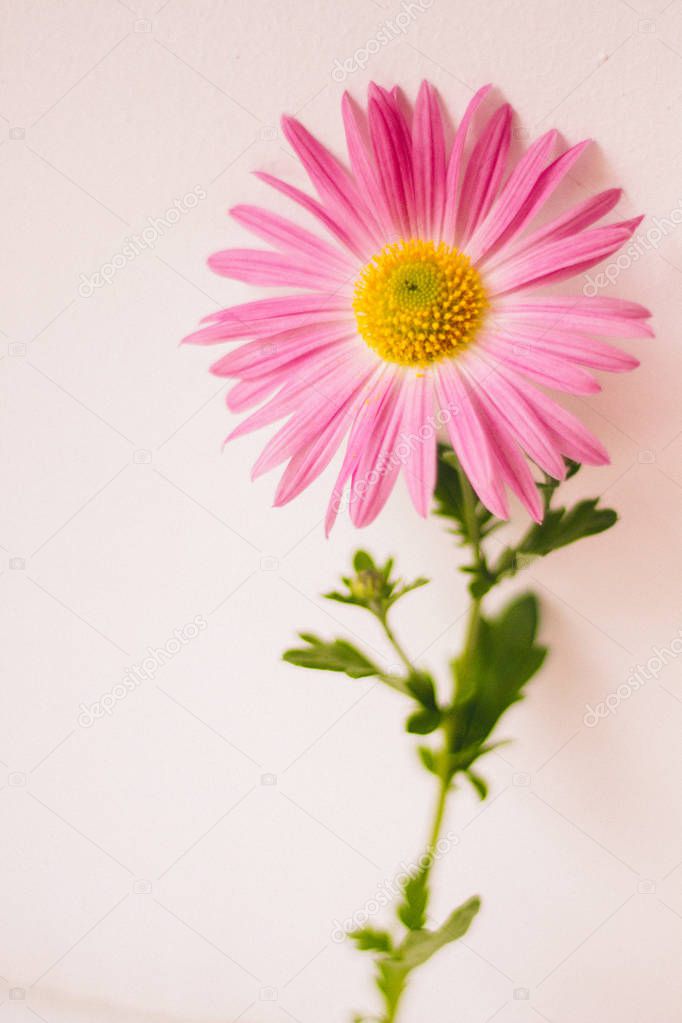 Beautiful blooming pink flower