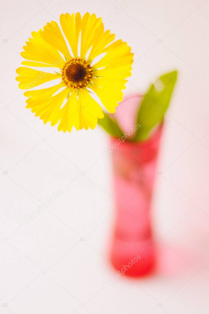 Yellow flower in vase on background