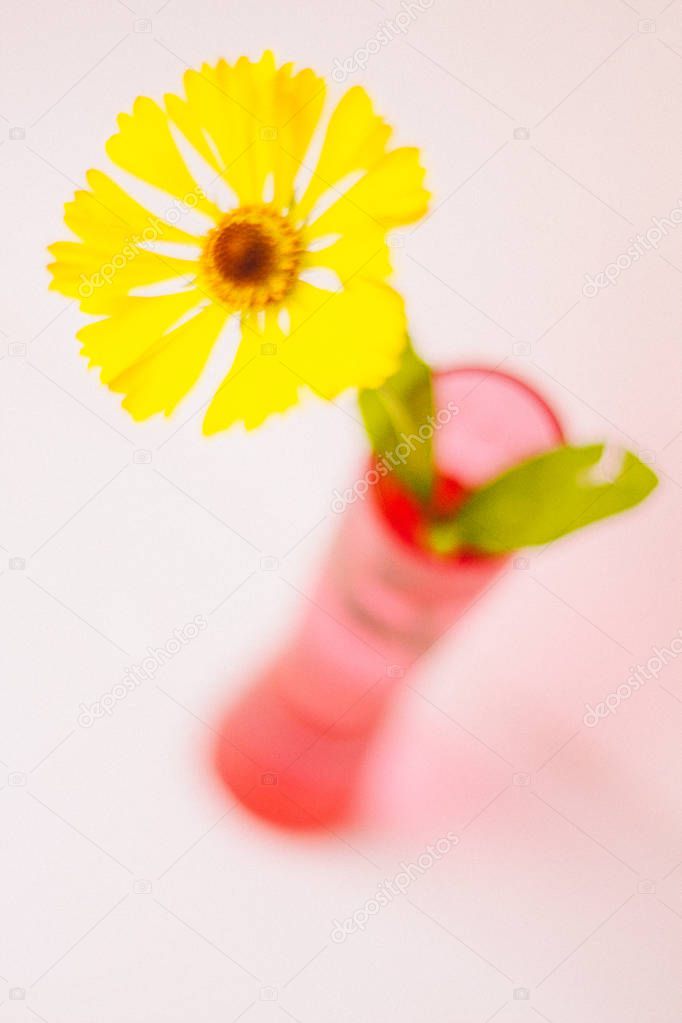 Yellow flower in vase on background