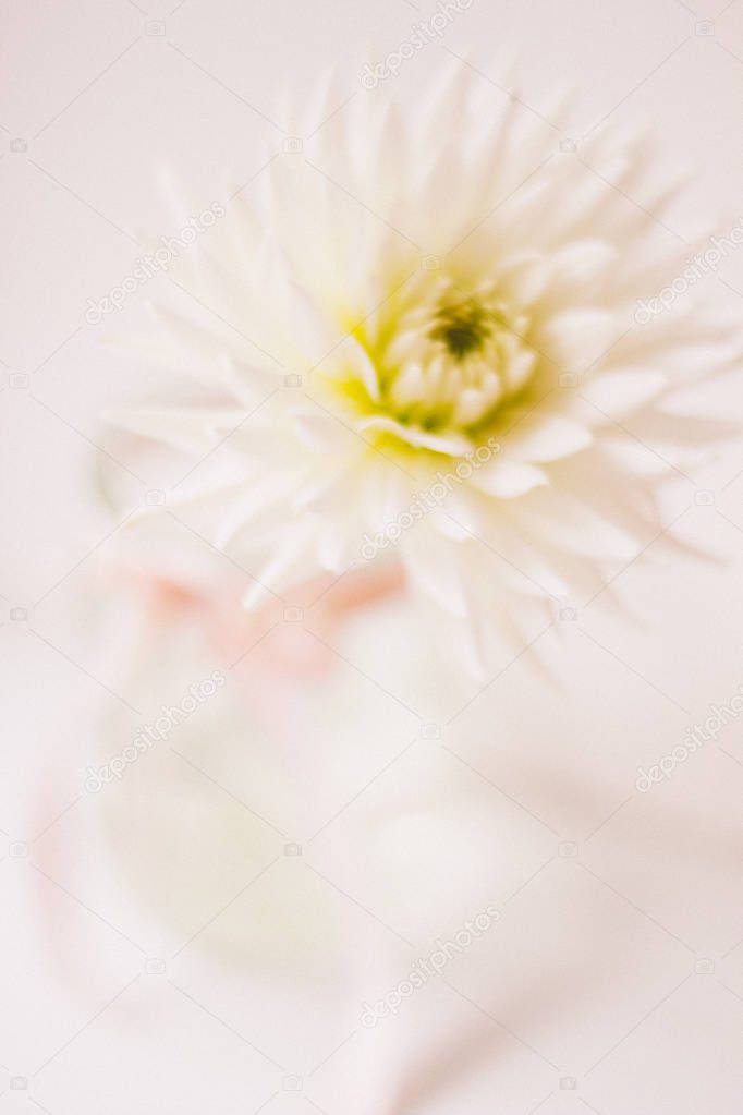white flower in vase on background