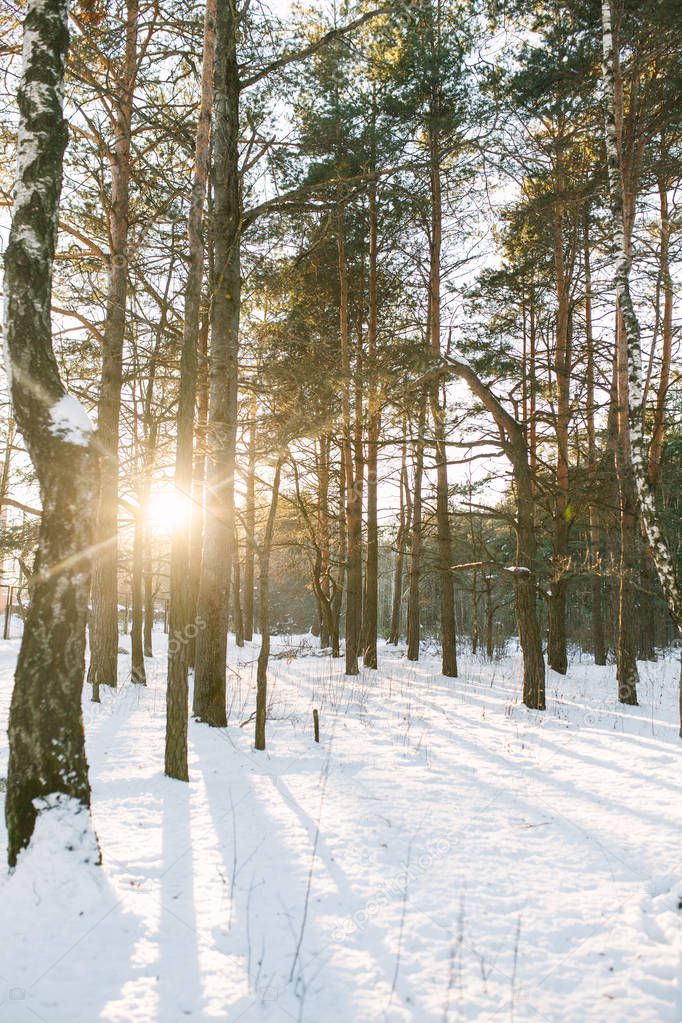 winter sunny forest on background