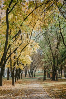 Parkta sonbaharında renkli yaprakları