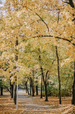 Parkta sonbaharında renkli yaprakları