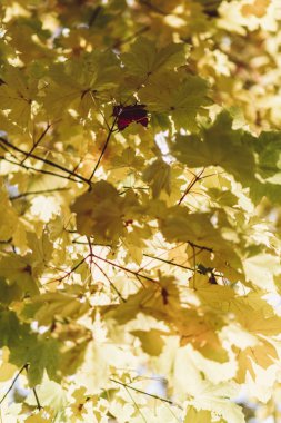 Sonbahar sezonu renkli yaprakları ağaç 