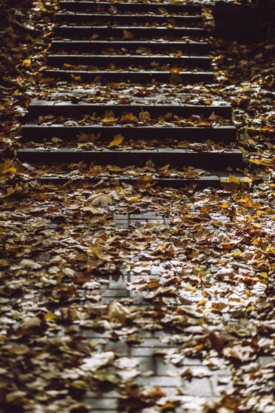 Taş Merdiven Düşen Yapraklar Sonbahar Park — Stok fotoğraf