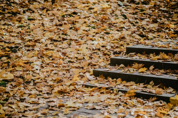 계단과을 공원에 — 스톡 사진