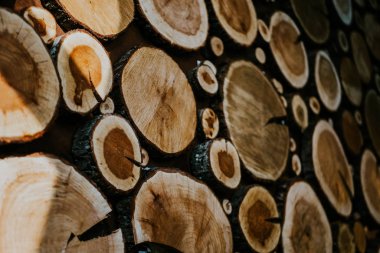 Doğadaki ağaç kütüklerine yakın çekim. Bir sürü kesilmiş kütük.