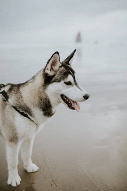 Güzel genç husky köpek sahilde