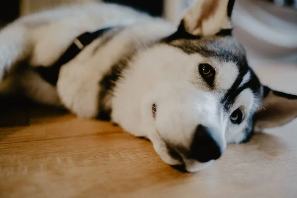 美しい若いハスキー犬自宅 — ストック写真