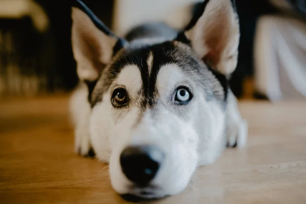 美しい若いハスキー犬自宅 — ストック写真