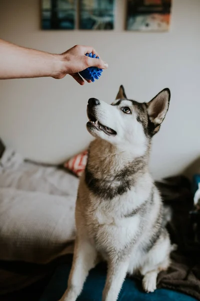 Beautiful young husky dog at home