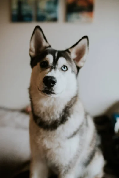 Bella Giovane Cane Husky Casa — Foto Stock