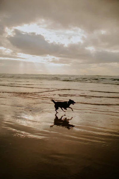 Hund Läuft Strand Von Suset — Stockfoto