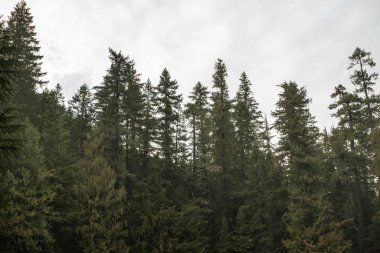 Güneşli bir günde yeşil orman arka planı