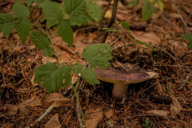 arka plan üzerinde ormanda mantar, yakın çekim