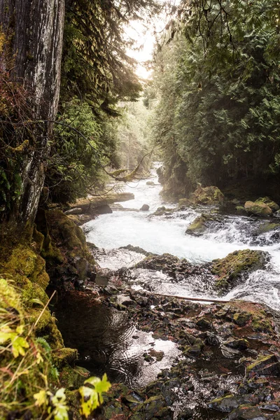 Liten Flod Djupt Inne Skogen Natur Landskap — Stockfoto