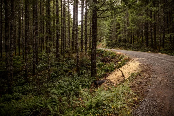 Green Forest Background Sunny Day — Stock Photo, Image