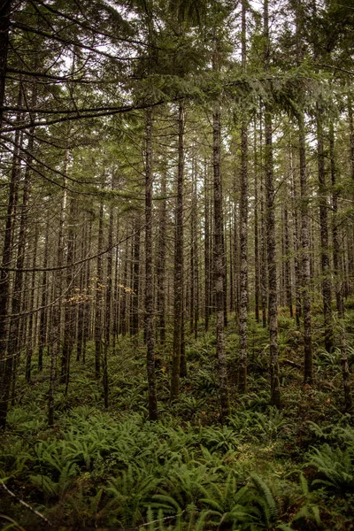 Fondo Del Bosque Verde Día Soleado — Foto de Stock