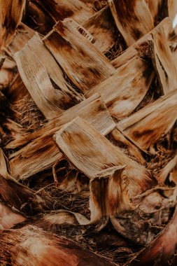 Ağaç arka plan üzerinde palm, yakın çekim 