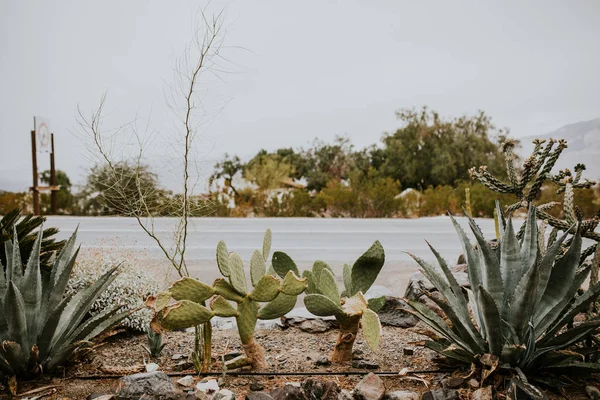 Green Cactus Desert Closeup Photo — Stock Photo, Image
