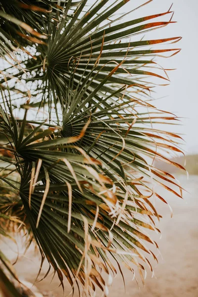 Liście Zielone Palmy Tle — Zdjęcie stockowe