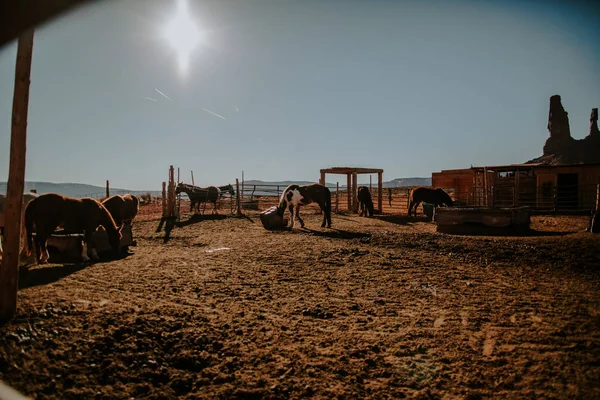 Arka Plan Çiftlikte Atları Ile Güzel Doğal Peyzaj — Stok fotoğraf