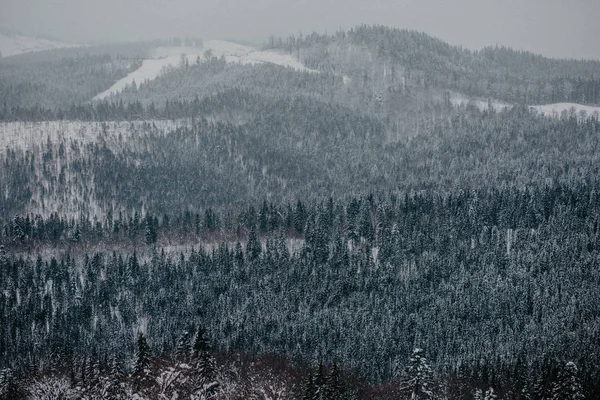 Живописный Вид Сосновый Лес Горы Зимой — стоковое фото