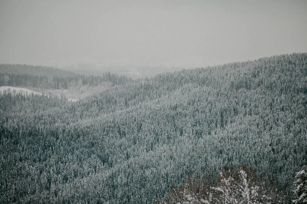 Scenic View Pine Forest Mountains Winter — Stock Photo, Image