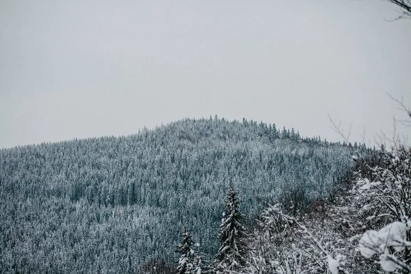 Schilderachtig Uitzicht Het Dennenbos Bergen Winter — Stockfoto