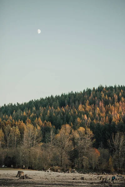 Çam Ormanları Dağ Manzaralı Görünüm — Stok fotoğraf