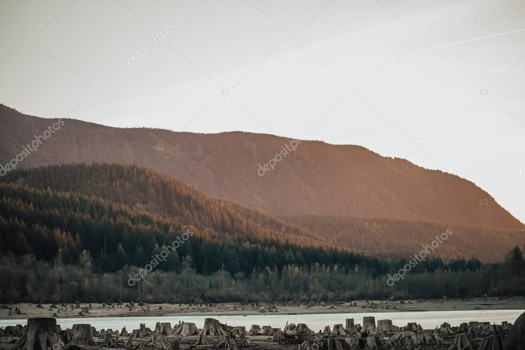 Scenic view of pine forest and mountains