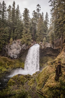 Taze ve yeşil orman şelale